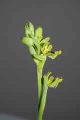 Ophrys sicula