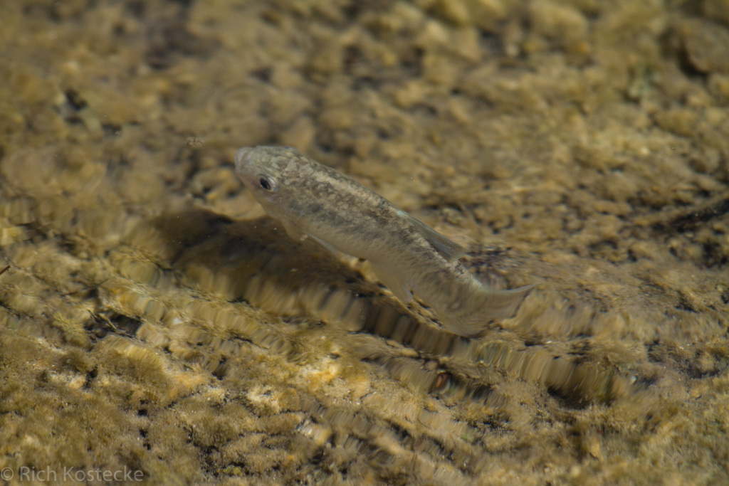 Leon Springs pupfish (Cyprinodon bovinus) — Cyprinodontidae