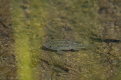 Cyprinodon bovinus