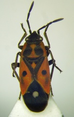 Melanocoryphus tristrami