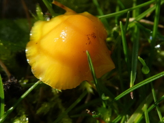Hygrocybe ceracea