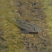 Leon Springs Pupfish - Photo (c) Rich Kostecke, some rights reserved (CC BY-NC), uploaded by Rich Kostecke