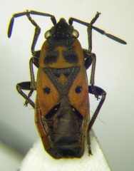 Melanocoryphus tristrami