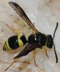 Ancistrocerus biphaleratus