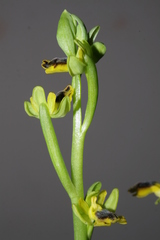 Ophrys sicula