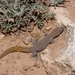 Saurodactylus mauritanicus - Photo (c) Xavier Rufray, alguns direitos reservados (CC BY-NC), uploaded by Xavier Rufray