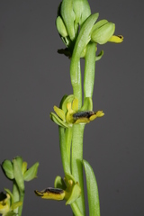 Ophrys sicula