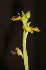 Ophrys sicula