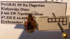 Melanocoryphus tristrami