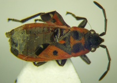 Melanocoryphus tristrami