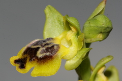 Ophrys sicula