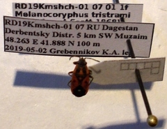 Melanocoryphus tristrami