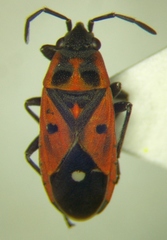 Melanocoryphus tristrami