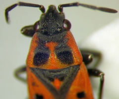 Melanocoryphus tristrami