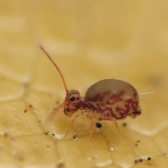 Ptenothrix beta
