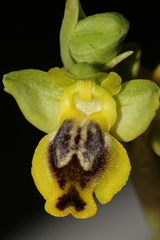 Ophrys sicula