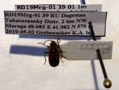 Melanocoryphus tristrami