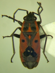 Melanocoryphus tristrami
