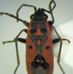 Melanocoryphus tristrami