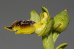 Ophrys sicula