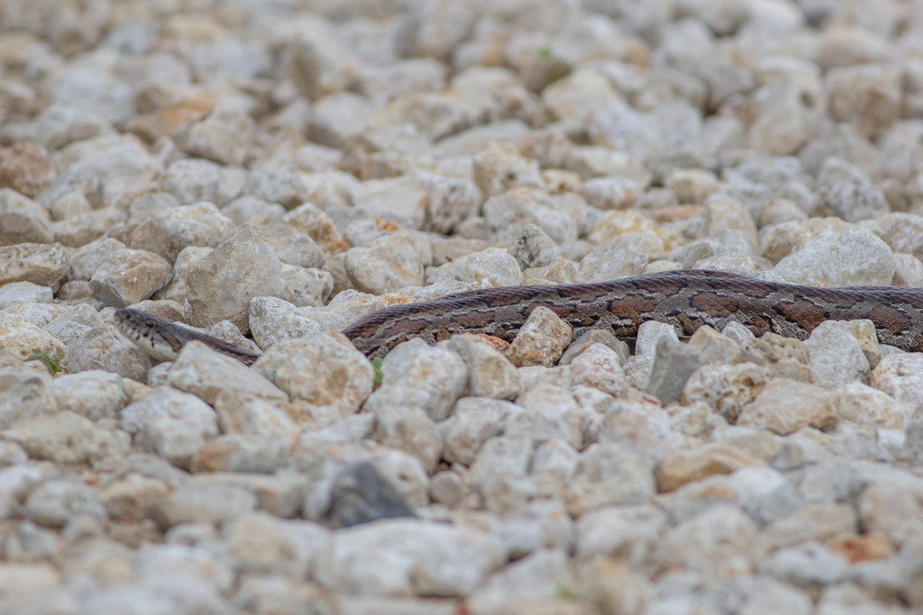 Slowinski's Cornsnake