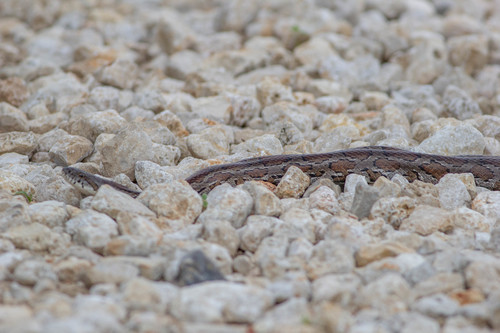 Slowinski's Cornsnake