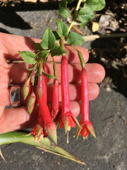 Fuchsia fulgens
