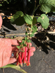 Fuchsia fulgens
