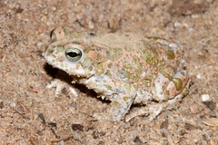 Bufotes boulengeri