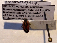 Melanocoryphus tristrami