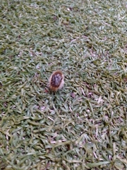 Tropinota squalida