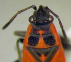 Melanocoryphus tristrami