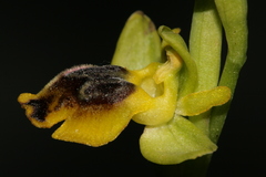 Ophrys sicula