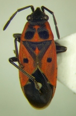 Melanocoryphus tristrami