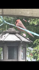 Cardinalis cardinalis
