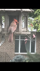 Cardinalis cardinalis