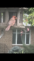 Cardinalis cardinalis