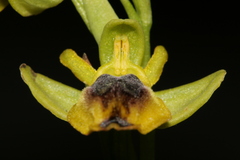 Ophrys sicula
