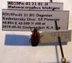 Melanocoryphus tristrami