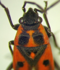 Melanocoryphus tristrami