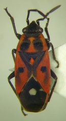 Melanocoryphus tristrami