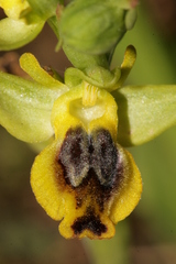 Ophrys sicula