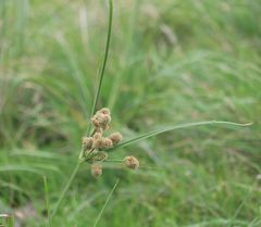 Cyperus solidus