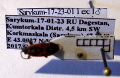 Melanocoryphus tristrami