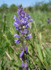 Polygala amara
