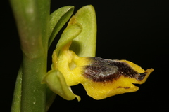 Ophrys sicula