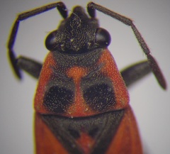 Melanocoryphus tristrami