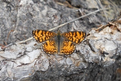 Phyciodes pallida