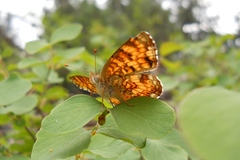 Phyciodes pallida