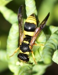 Ancistrocerus kitcheneri
